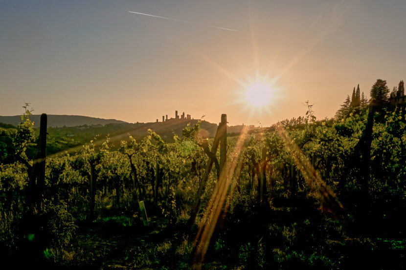 Weinberge bei San Gimignano im Abendlicht mit Blick auf die markante Silhouette der mittelalterlichen Türme