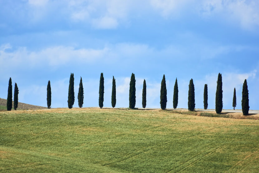 Reihe schlanker Zypressen in den Crete Senesi vor sanften Hügeln und dramatischem Wolkenhimmel