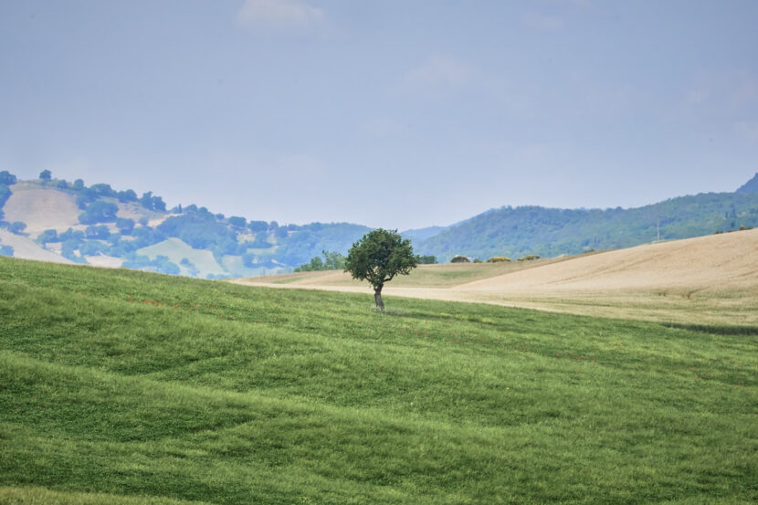 Einzelner Baum in den sanften Hügeln des Val d’Orcia, umgeben von grünen Feldern und weiter Landschaft